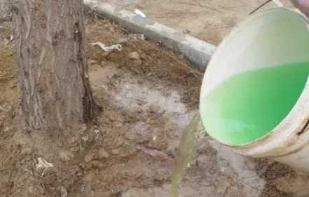 植物扦插生根水 植物扦插生根水