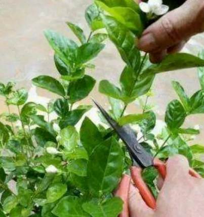 盆栽修剪方法 盆栽修剪方法