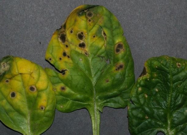 疾病症狀 疾病症狀