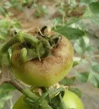 番茄疫病防治 番茄疫病防治