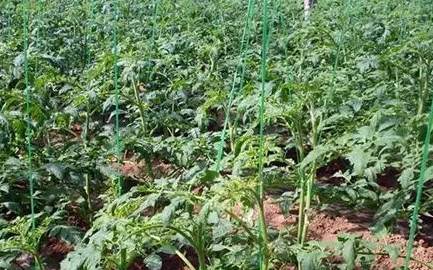 西红柿种子发芽温度控制 西红柿种子发芽温度控制