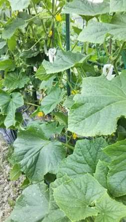 胡瓜修剪方法 胡瓜修剪方法