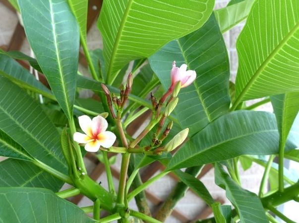 鷄蛋花種植 鷄蛋花種植