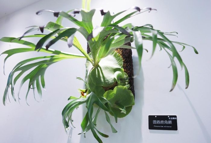 鹿角蕨養護 鹿角蕨養護