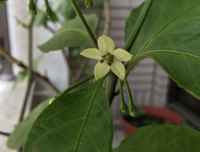 辣椒開花授粉技巧 辣椒開花授粉技巧