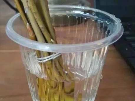 植物扦插生根水 植物扦插生根水