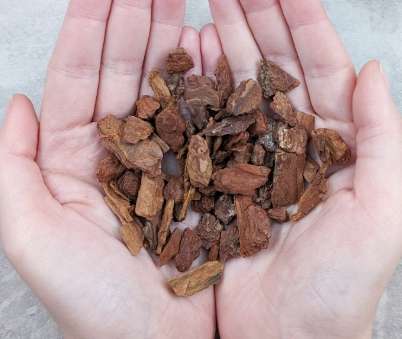 樹皮介質發霉原因 樹皮介質發霉原因