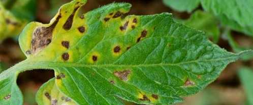 早疫病症狀 早疫病症狀