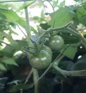 番茄鈣肥使用 番茄鈣肥使用