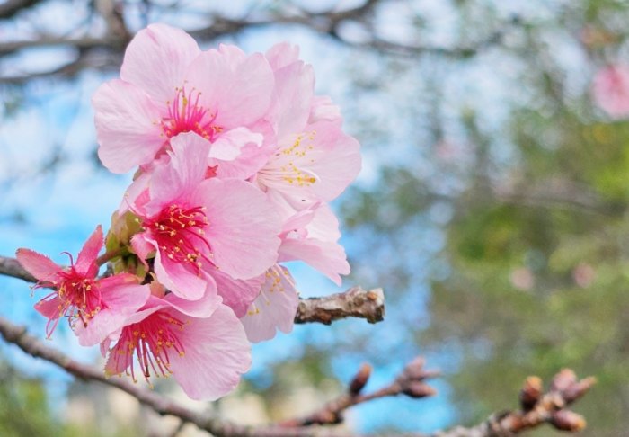 櫻花種植方法 櫻花種植方法