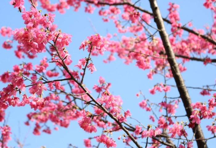 櫻花種植方法 櫻花種植方法