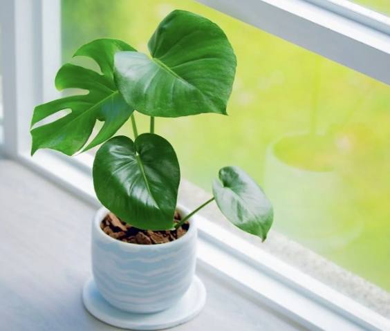 龜背芋葉子發霉 龜背芋葉子發霉