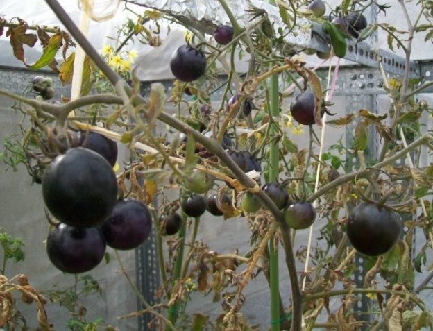 黑番茄種植時間