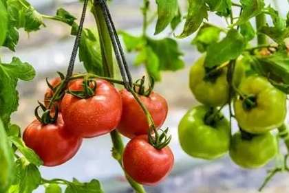 番茄肥料推薦 番茄肥料推薦