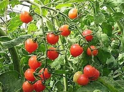 番茄肥料推薦 番茄肥料推薦