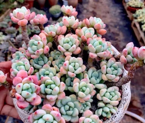 多肉植物葉片軟化 多肉植物葉片軟化