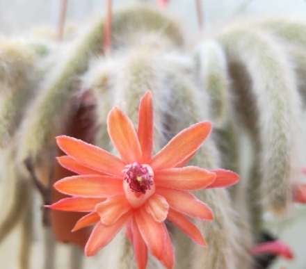 盆栽長毛問題解決