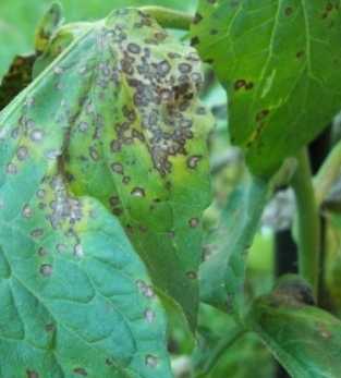 疾病症狀 疾病症狀