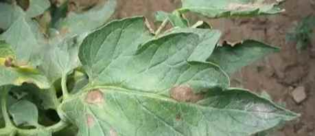 番茄早疫病治療 番茄早疫病治療