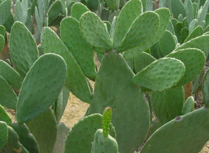 仙人掌澆水頻率 仙人掌澆水頻率