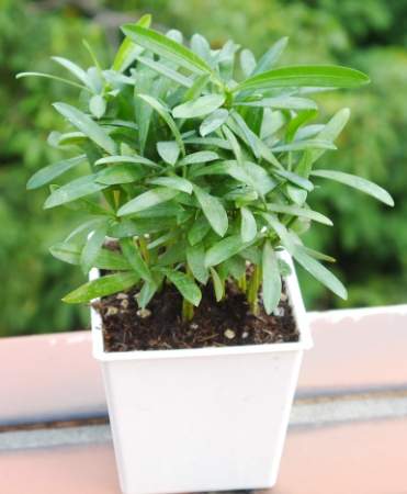 室內空氣淨化植物