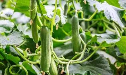 變黃小黃瓜安全 變黃小黃瓜安全