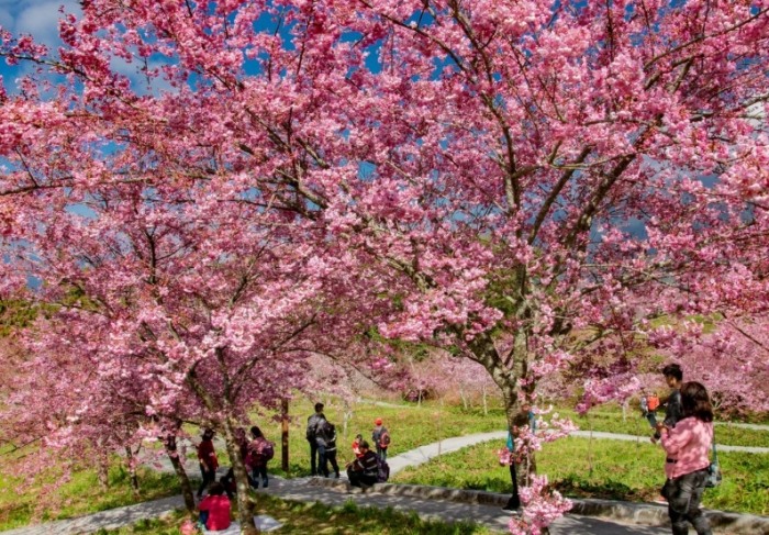 櫻花開花過程 櫻花開花過程