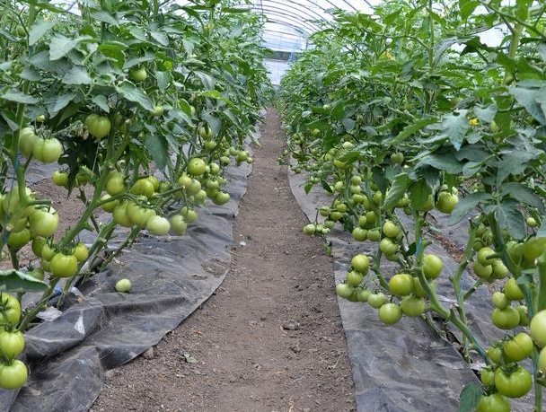 台灣黑柿番茄栽培