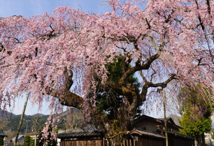 長日照植物照顧