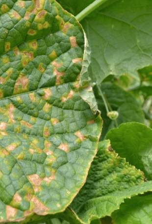 黃瓜葉子黃斑原因 黃瓜葉子黃斑原因