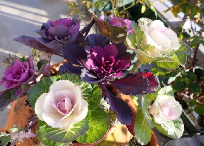 葉牡丹種子發芽