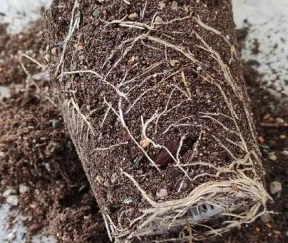 植物生根促進劑