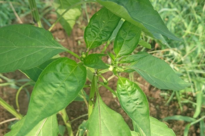 辣椒授粉方法 辣椒授粉方法