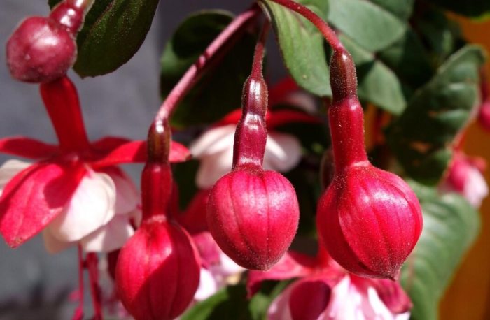 長日照植物照顧