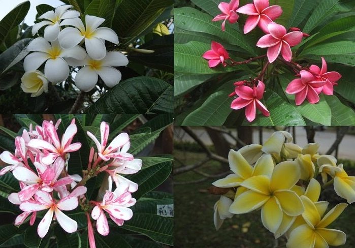 鷄蛋花養護 鷄蛋花養護