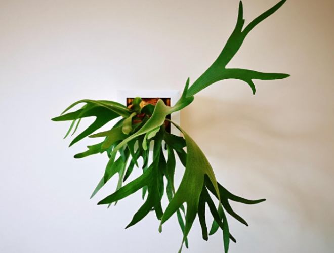 鹿角蕨板植方法 鹿角蕨板植方法