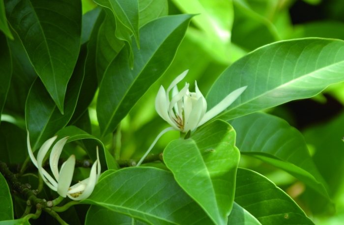 玉蘭樹開花條件 玉蘭樹開花條件