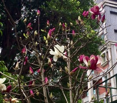 玉蘭樹開花條件 玉蘭樹開花條件