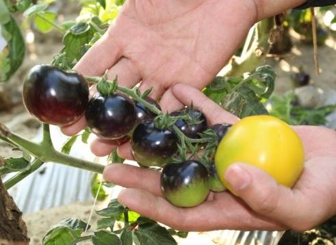 黑柿番茄什麼時候種