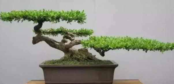 盆景養護 盆景養護