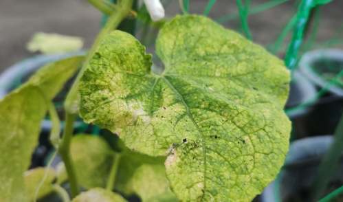 小黃瓜葉子變黃原因