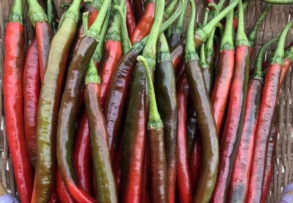 辣椒開花後管理