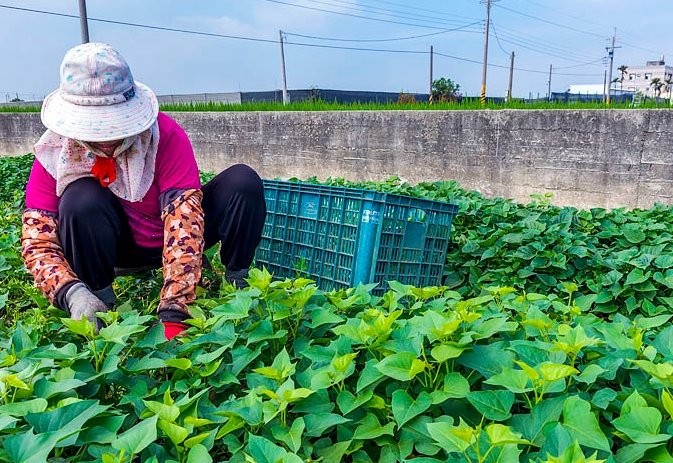 台灣作物收成時間