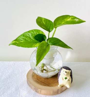 土耕改水耕方法 土耕改水耕方法