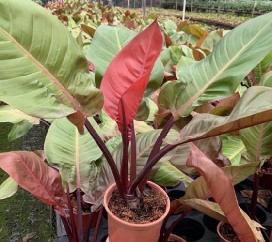 帝王蔓綠絨養護方法 帝王蔓綠絨養護方法