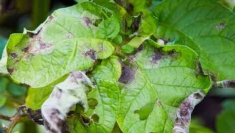 疾病症狀 疾病症狀