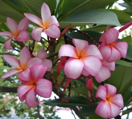 雞蛋花中毒處理 雞蛋花中毒處理