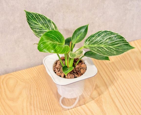 蔓綠絨繁殖方法