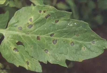 番茄黑骨病防治 番茄黑骨病防治