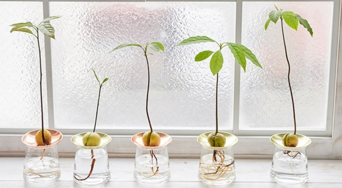 森林健康管理 森林健康管理